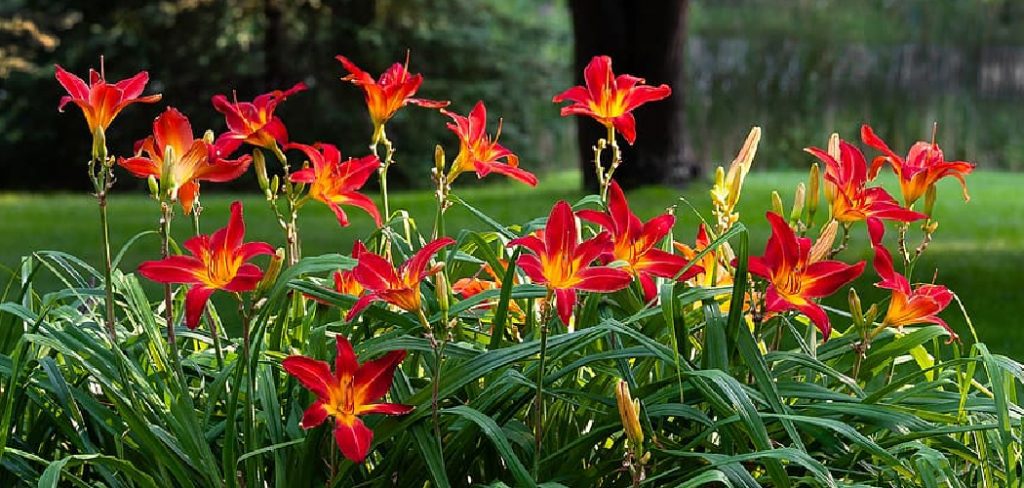 How to Divide Daylily Plants