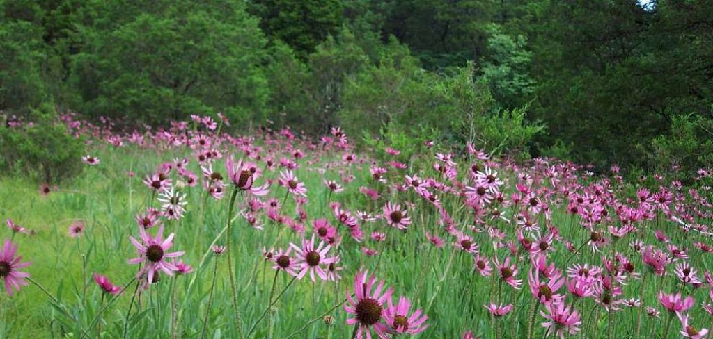 How to Divide Dianthus Plants