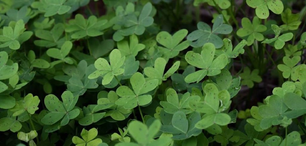 How to Divide a Shamrock Plant