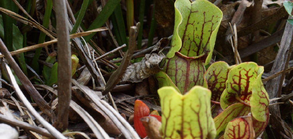 How to Feed Carnivorous Plants