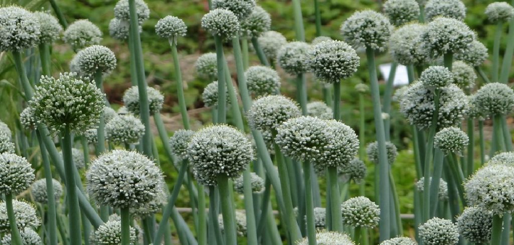 How to Fertilize Onions Plants