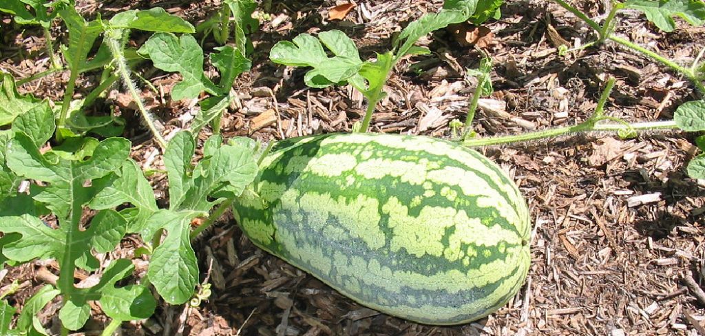 How to Fertilize Watermelon Plants