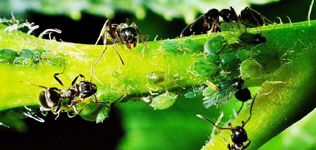 How to Get Ants off Plants