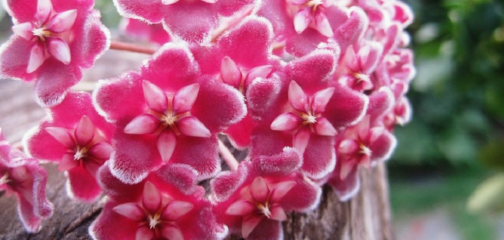 How to Get Hoya Plants to Bloom