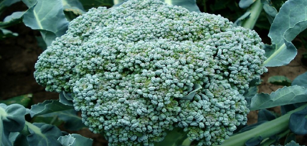 How to Get Rid of Bugs on Broccoli Plants