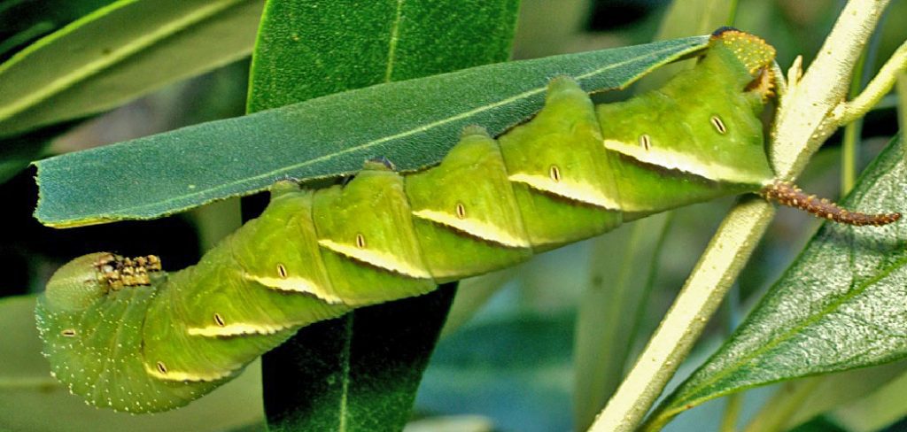 How to Get Rid of Caterpillars in Garden