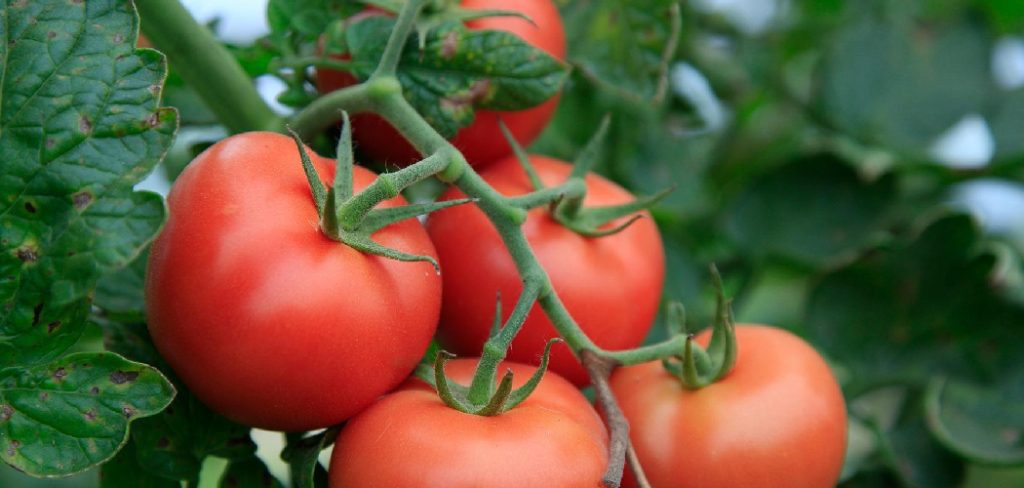 How to Get Rid of Cutworms on Tomato Plants