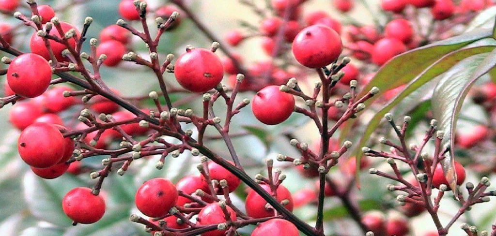 How to Get Rid of Nandina