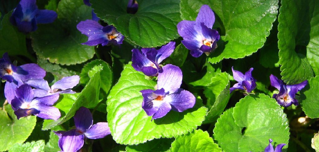 How to Get Rid of Violets in My Lawn