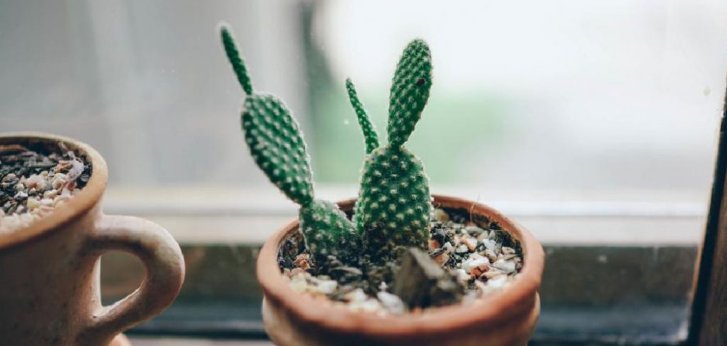 How to Grow Cactus Plants