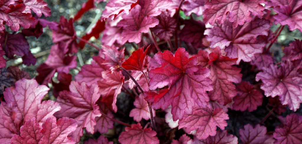 How to Grow Heuchera Plants