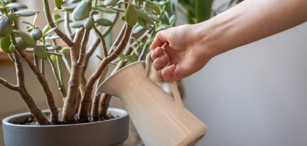 How to Grow Jade Plants