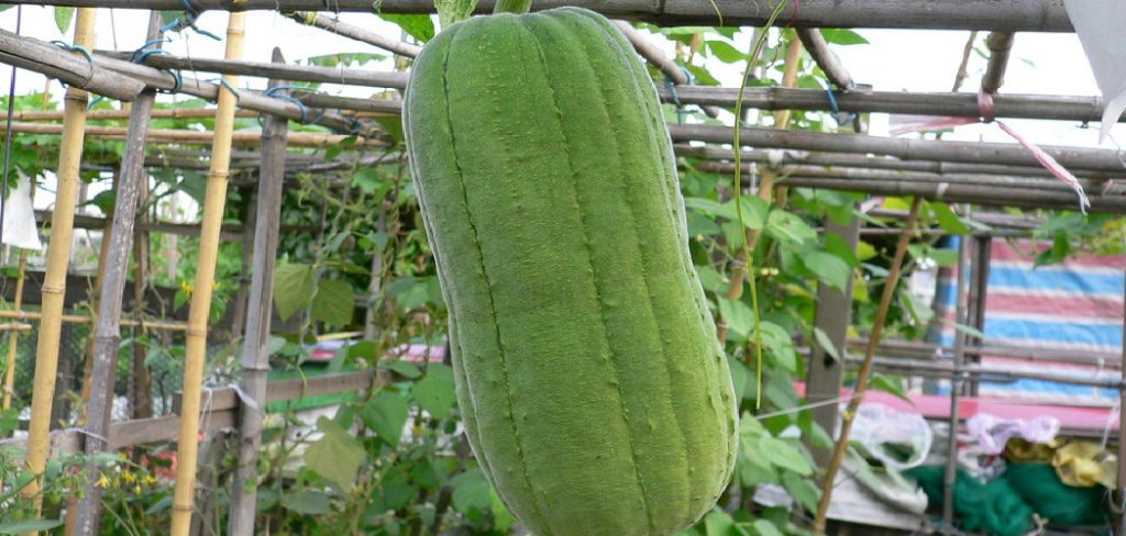 How to Grow Loofah Plant