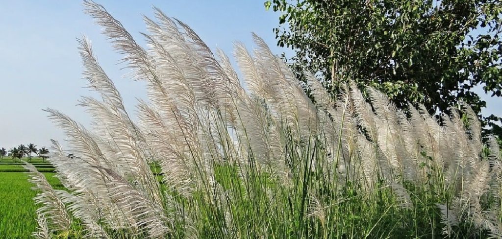 How to Grow Pampas Grass