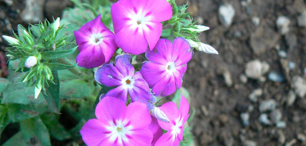 How to Grow Phlox Plants