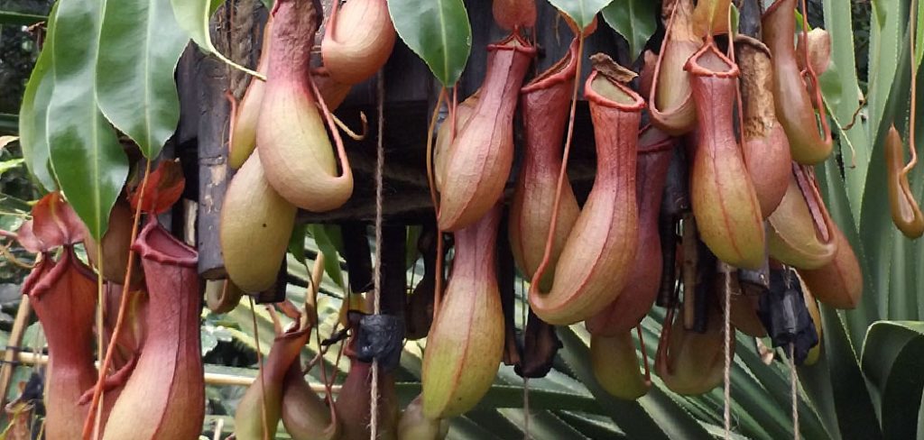 How to Grow Pitcher Plants