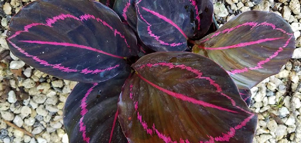 How to Grow Prayer Plants