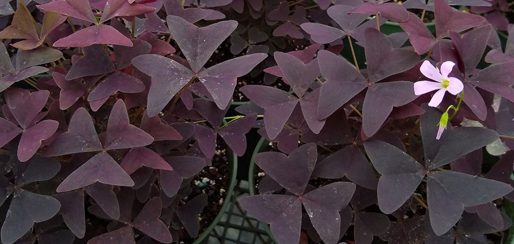 How to Grow Shamrock Plants