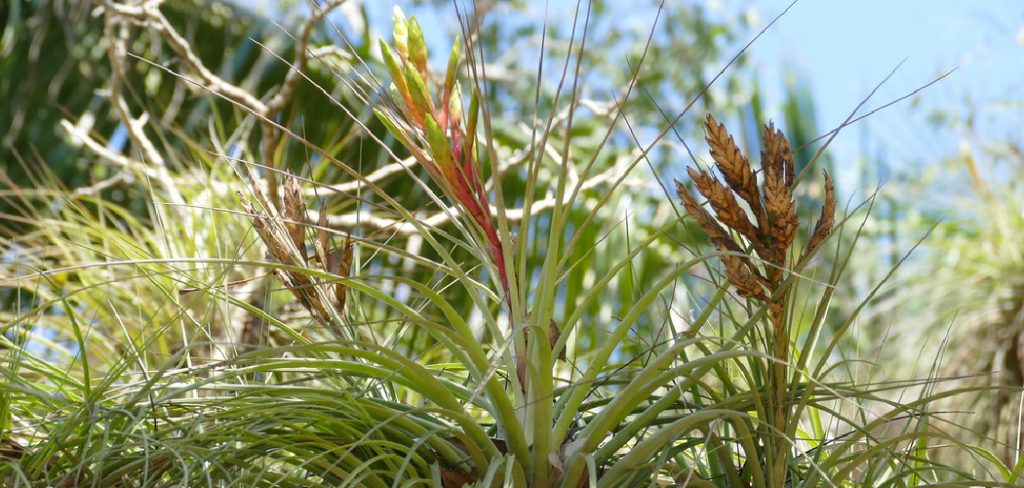 How to Grow Tillandsia Air Plants