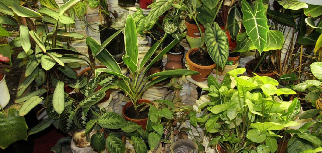 How to Grow Tropical Plants Indoors