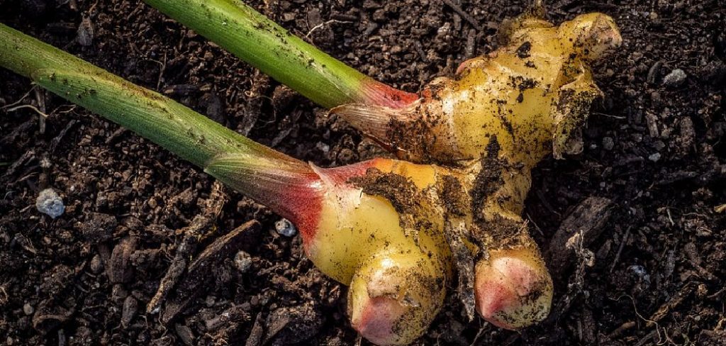 How to Grow Turmeric