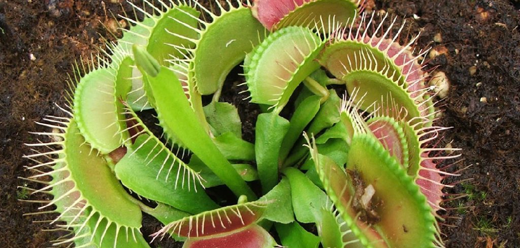 How to Grow Venus Fly Trap Plants