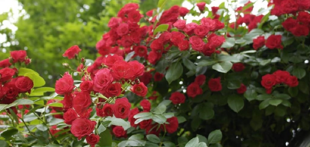 How to Increase Flowering in Rose Plants