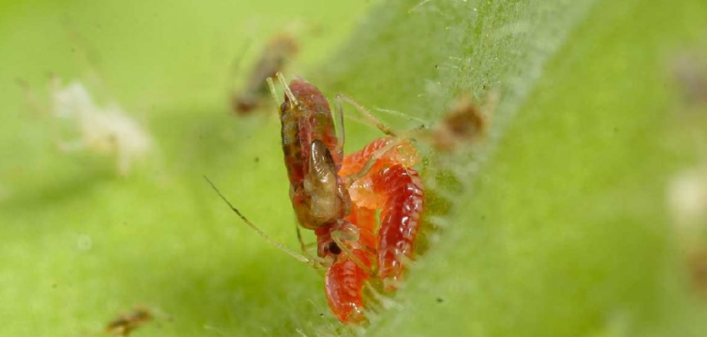 How to Keep Aphids Away from Plants
