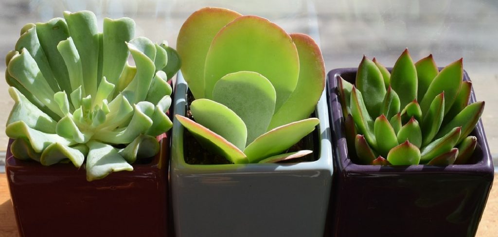 How to Keep Outdoor Potted Plants Alive in Winter