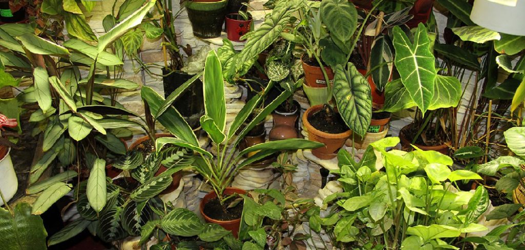 How to Make Sugar Water for Plants