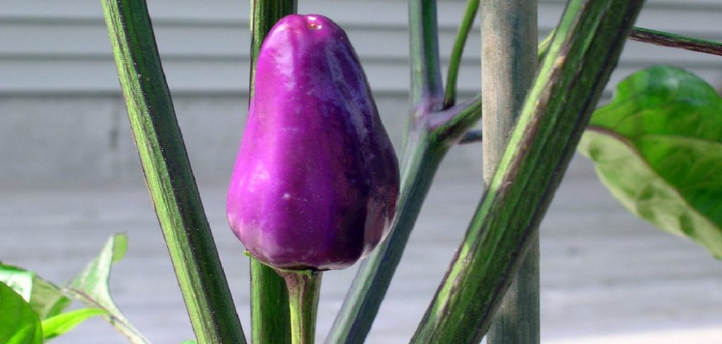 How to Over Winter Pepper Plants