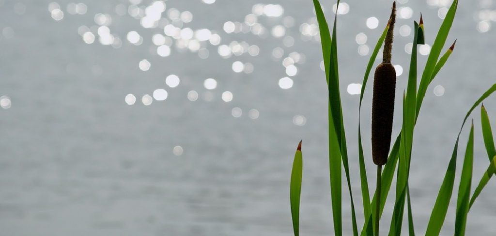 How to Plant Cattails