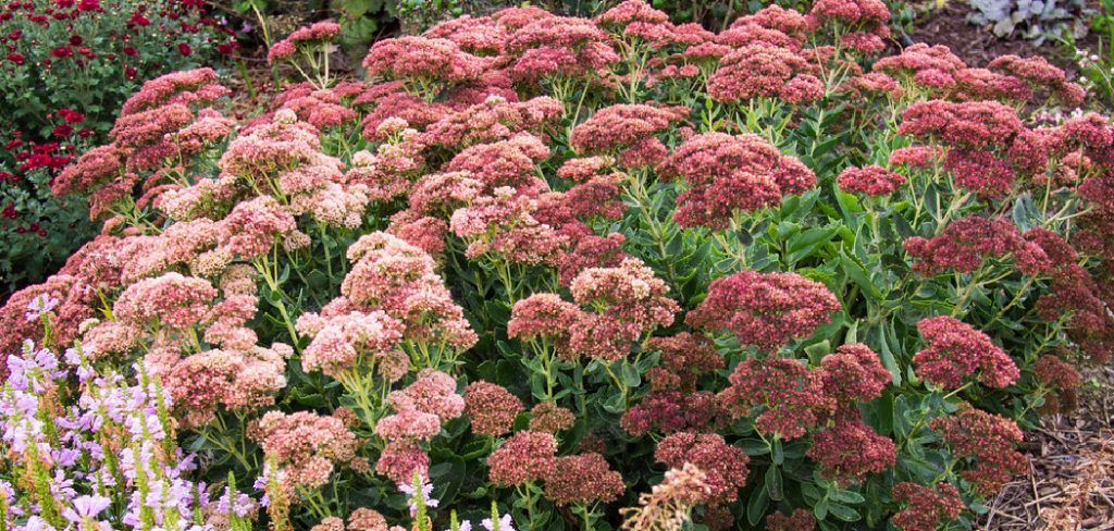 How to Plant Sedum Plants