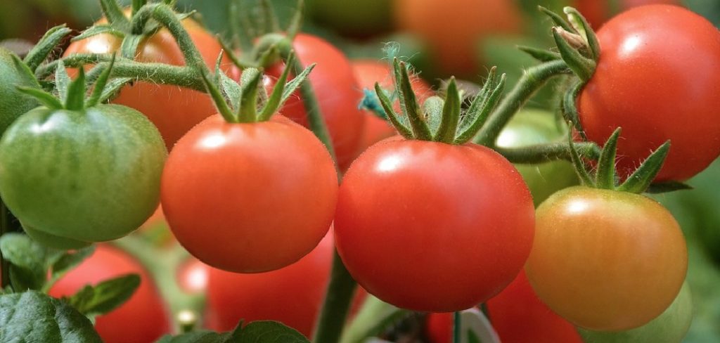 How to Plant Tomato Plants