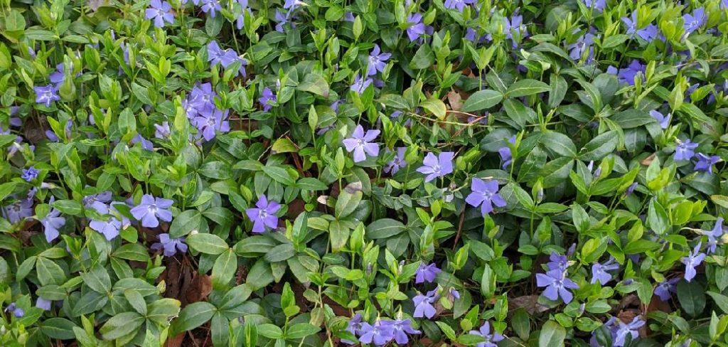 How to Plant Vinca Plants