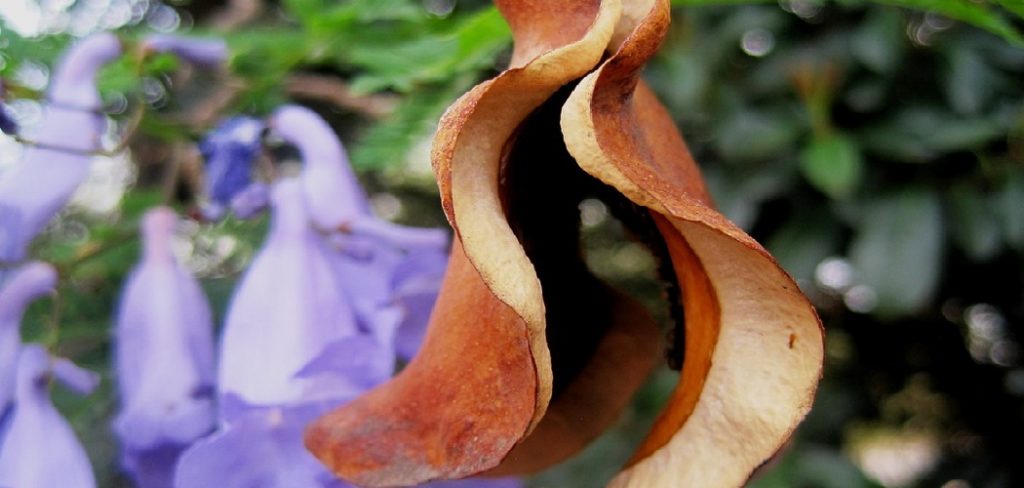 How to Plant a Jacaranda Seed