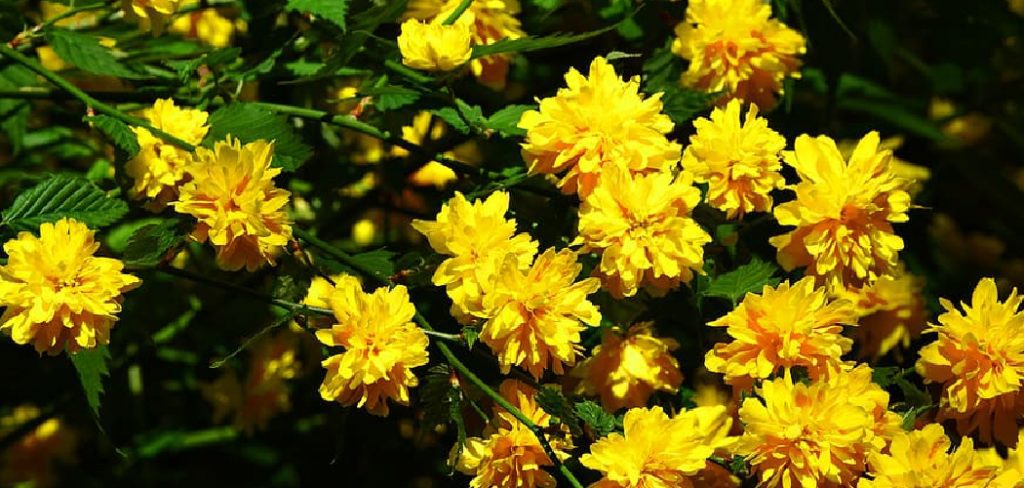 How to Pollinate Indoor Plants