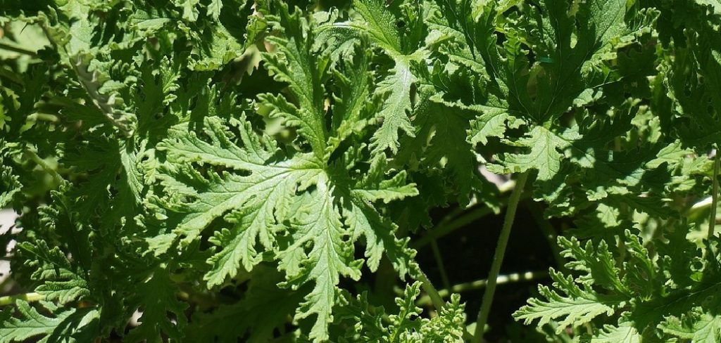 How to Propagate Citronella Plants