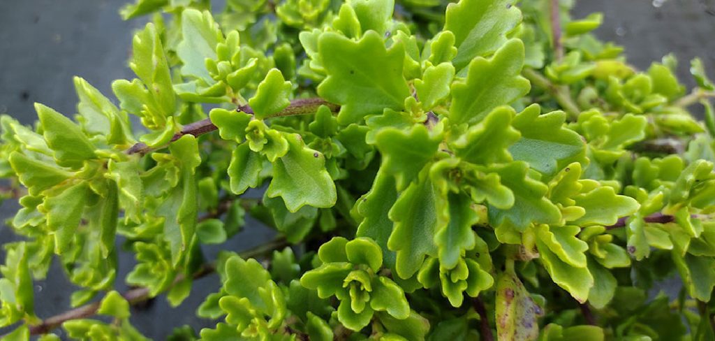 How to Propagate Sedum Plants