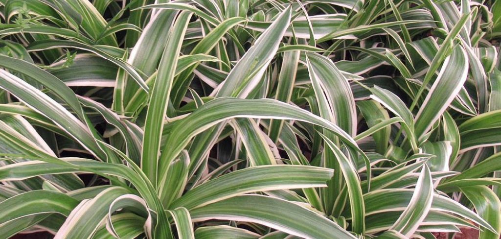How to Propagate Spider Plants in Water