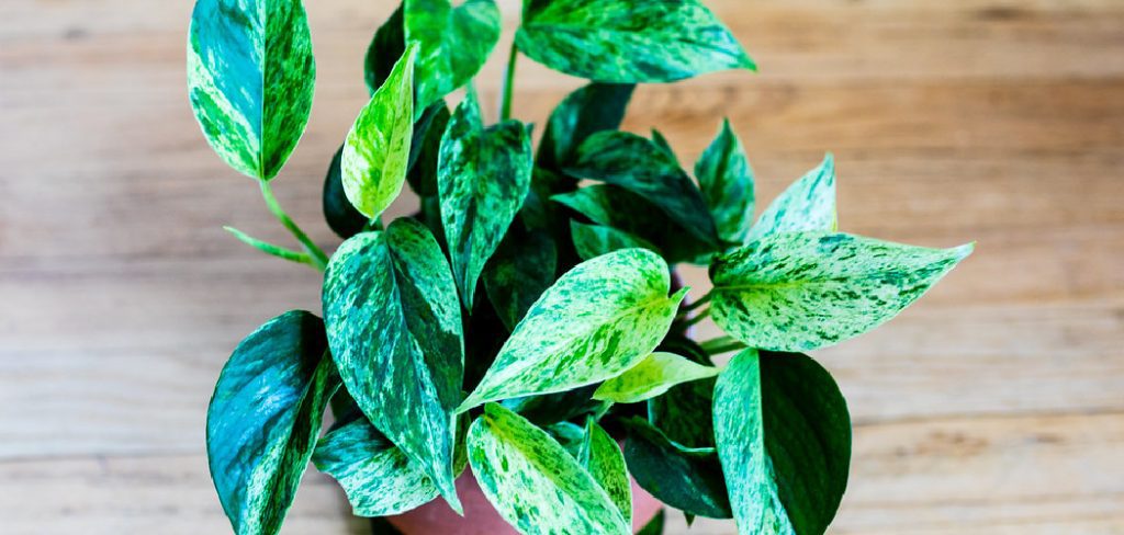 How to Propagate Vining Plants