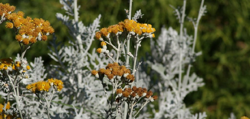 How to Prune Dusty Miller Plants