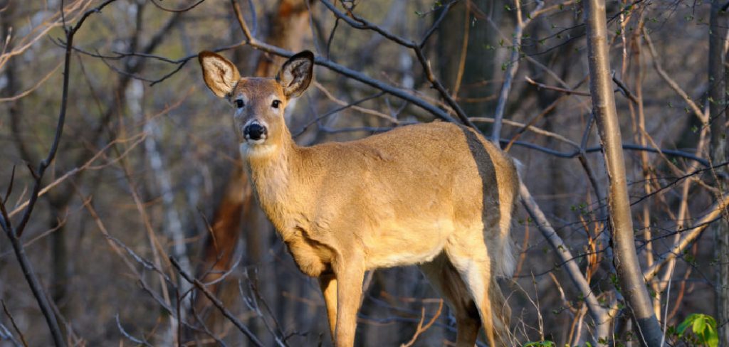 How to Repel Deer from Plants