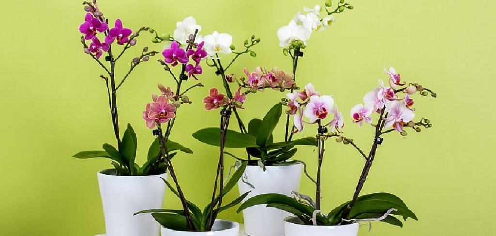 How to Repot Pitcher Plants