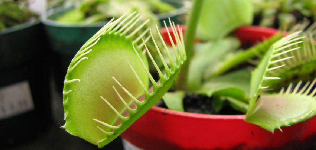 How to Repot Venus Fly Trap