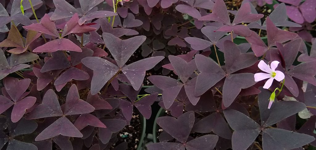 How to Repot a Shamrock Plant