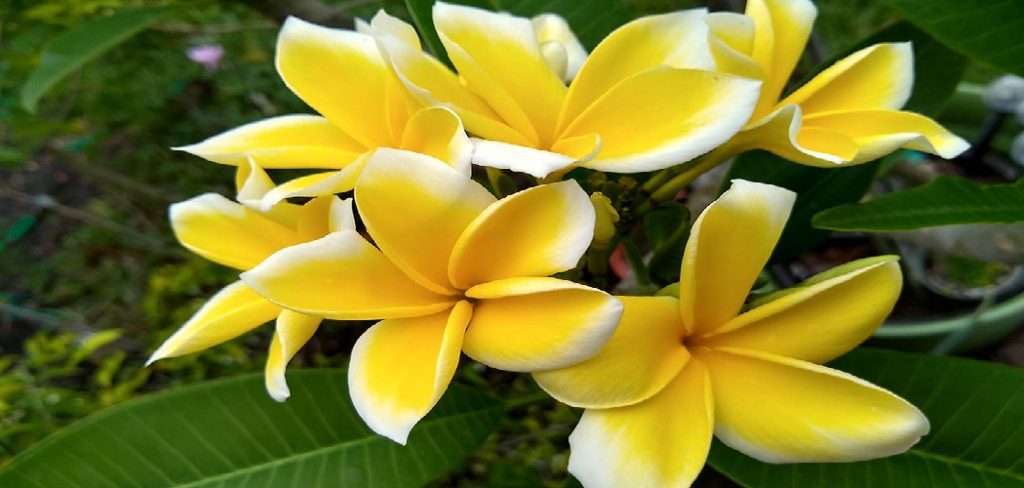 How to Root Plumeria Cuttings