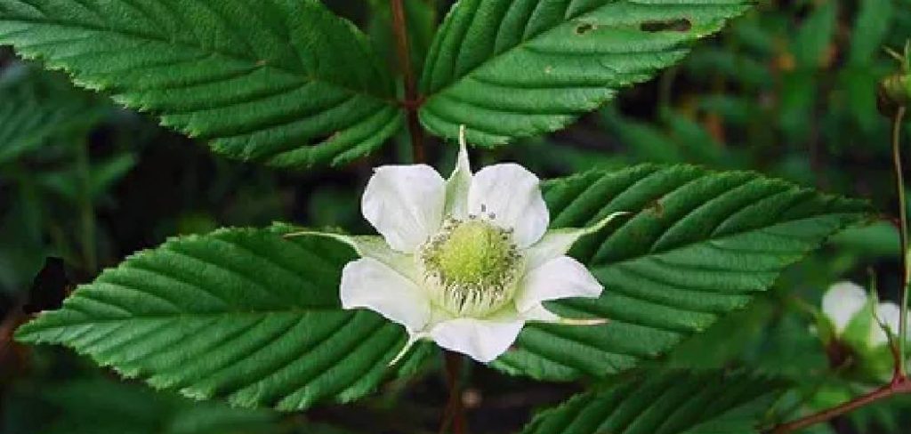 How to Root Raspberry Cuttings in Water