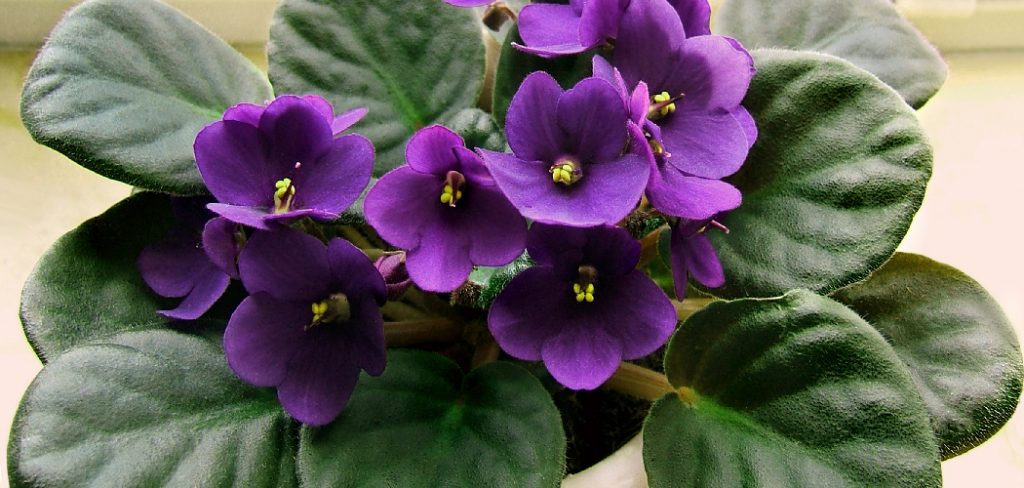 How to Start an African Violet from a Leaf
