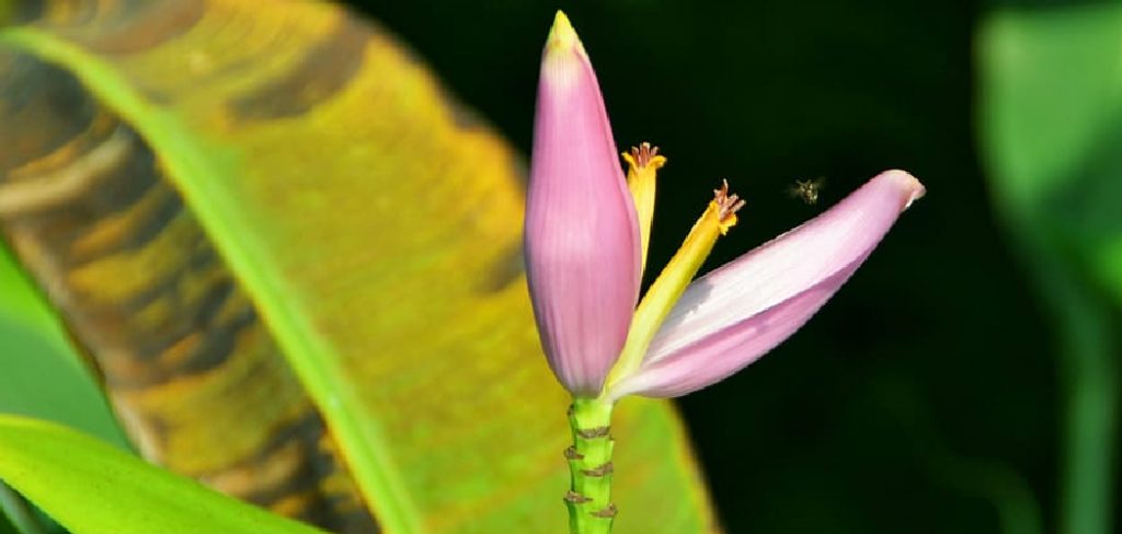How to Store Banana Plants Over Winter